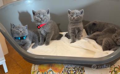 Cuccioli British Shorthair Blu IN PRENOTAZIONE