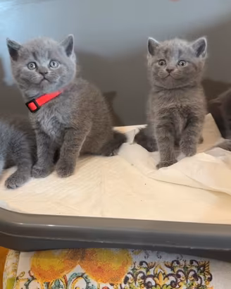 Cuccioli British Shorthair Blu IN PRENOTAZIONE
