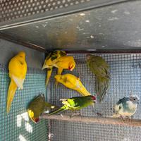 Molti esotici e pappagalli vari