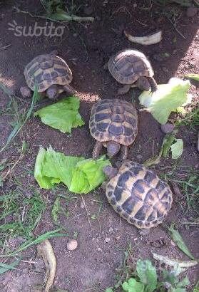 Tartaruga terrestre