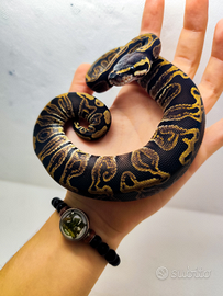 Pitone Reale Maschio GHI 2025