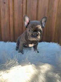 Bulldog francesi Merle maschi
