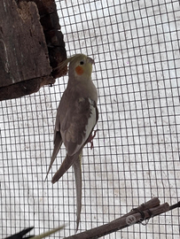 Coppie di calopsite o dingoli