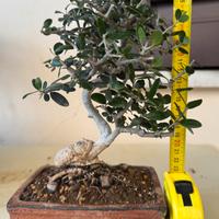 Bonsai Olivastro Shohin 10 anni 23 cm