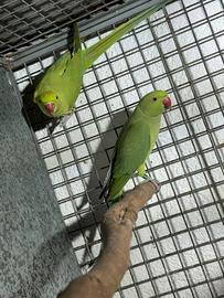 Parrocchetto dal collare