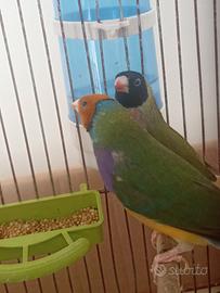 Diamanti de Gould