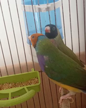 Diamanti de Gould