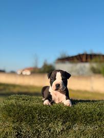 American pitbull terrier