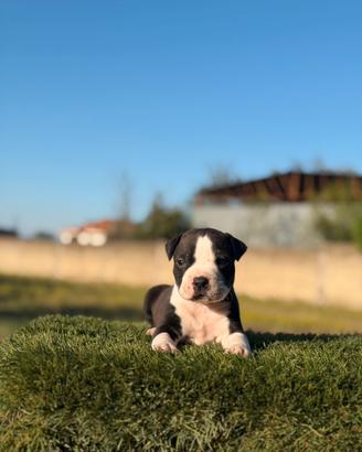 American pitbull terrier