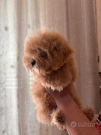 Maltipoo