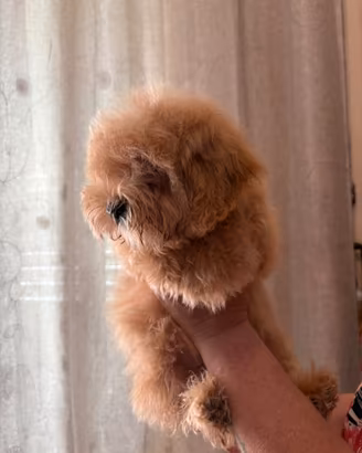 Maltipoo
