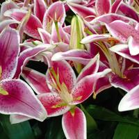 vasi con bulbi di lilium orientale screziato bordò