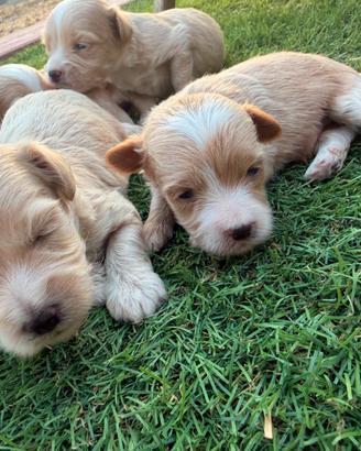 Maltipoo Toy