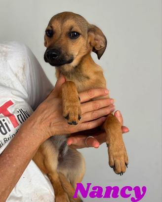 Cuccioli in canile