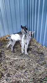 Capre caprette tibetane