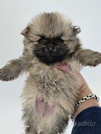 Pomerania toy Spitz tedesco nano pedigree