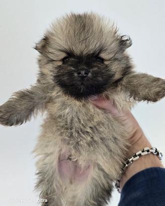 Pomerania toy Spitz tedesco nano pedigree