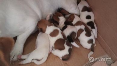 Cuccioli di jack Russel