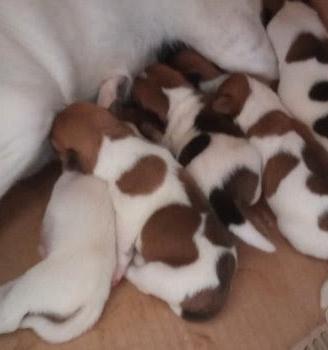 Cuccioli di jack Russel