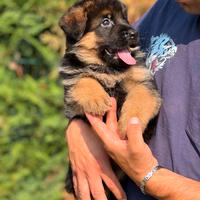 Incantevoli cuccioli di pastore tedesco