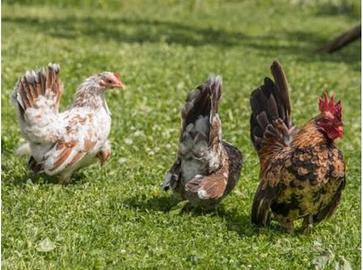 Galline nane