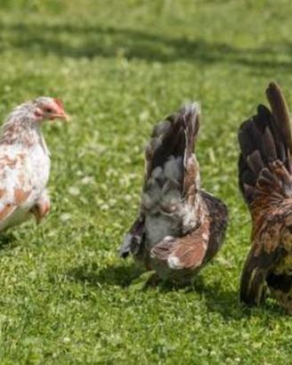 Galline nane