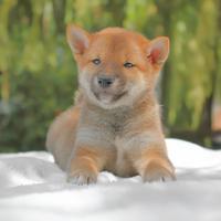 Shiba Inu femmina rossa