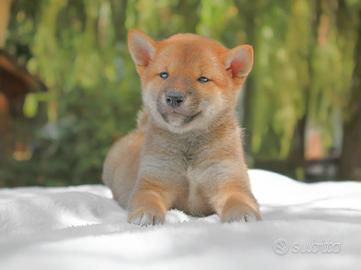 Shiba Inu femmina rossa