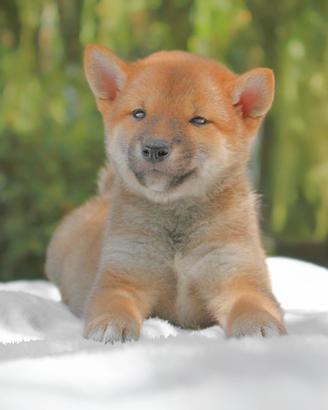 Shiba Inu femmina rossa