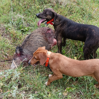 Cuccioli di segugio maremmano