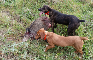 Cuccioli di segugio maremmano