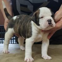 American Bulldog