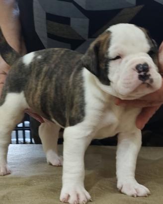 American Bulldog
