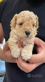 Paperino cucciolo di barboncino Toy da borsetta