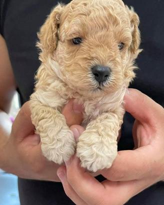 Paperino cucciolo di barboncino Toy da borsetta