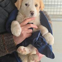 Cucciolo taglia media