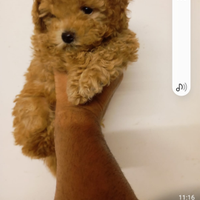 Mini toy 60 gg al garrese23