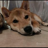Cucciolo Cane Shiba Inu