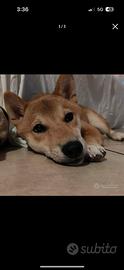 Cucciolo Cane Shiba Inu