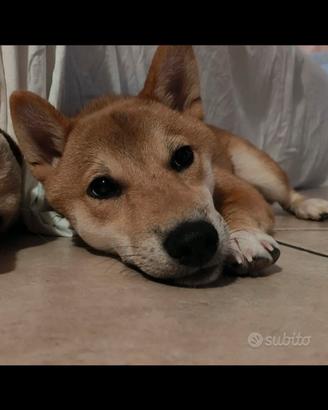 Cucciolo Cane Shiba Inu