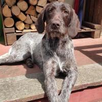 Cane da caccia Drahthaar