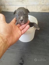 Pitbull