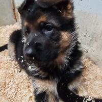 CUCCIOLI di PASTORE TEDESCO