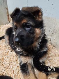 CUCCIOLI di PASTORE TEDESCO