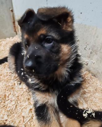 CUCCIOLI di PASTORE TEDESCO