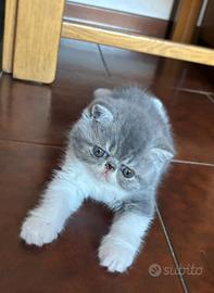 Gattina exotic