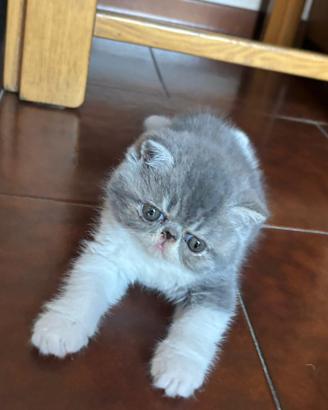 Gattina exotic