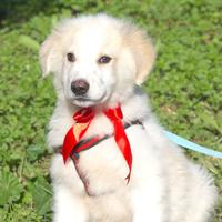 Cucciolo per adozione