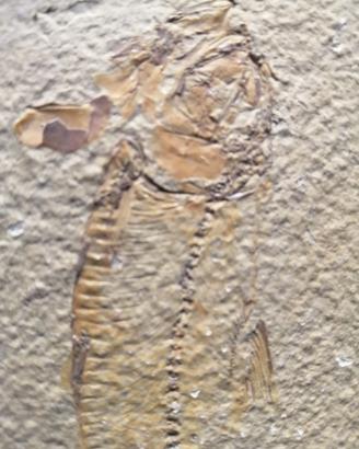 Fossile di pesce