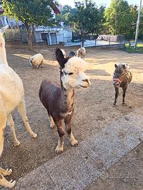 Alpaca maschio
